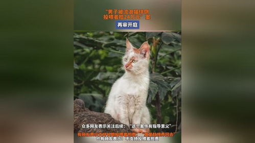 律师解读被流浪猫绊倒案再审宣判，法律如何对待动物与人之间的意外事件