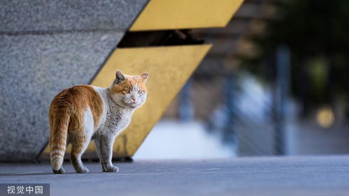 律师解读被流浪猫绊倒案再审宣判，法律如何对待动物与人之间的意外事件