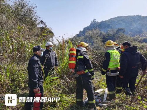 蚂蚁窝引发的悲剧，报复行为导致山火蔓延