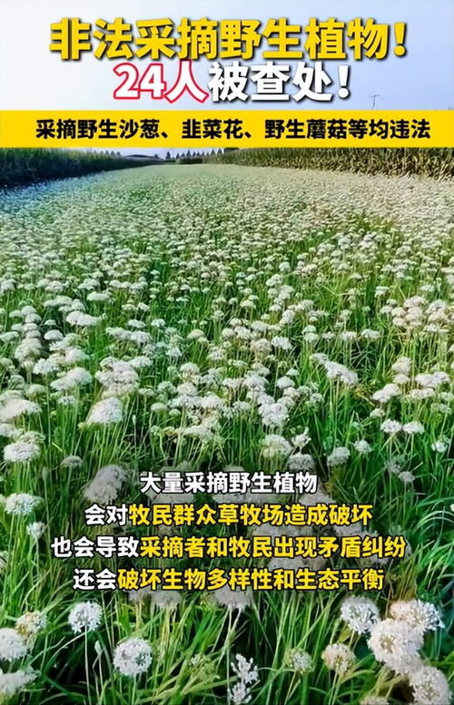 采摘沙葱韭菜花被查处，执法过度还是合理监管？