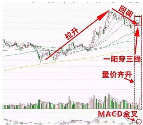 中石油股票价格波动，深度解析与未来展望