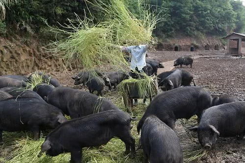 揭秘生猪黑屠宰点，疑为多地区非法中转站