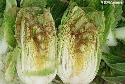 韩国卷心菜娃娃菜替代大白菜现象探析