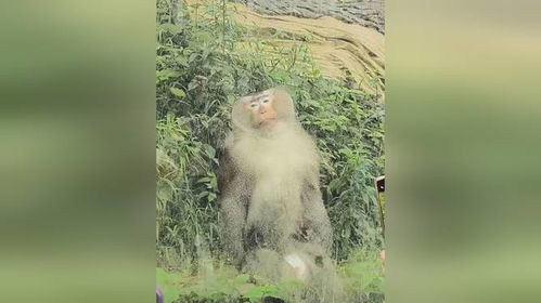 贵州黔灵山猴子摘游客假发，引发关注与深思