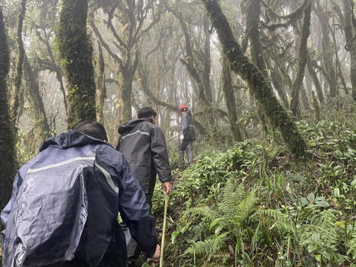 哀牢山大地磁场强度异常现象研究