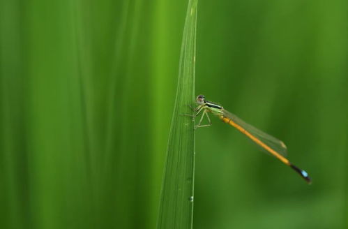 广西发现新物种，阳朔风筝果——生物多样性的一次重要发现