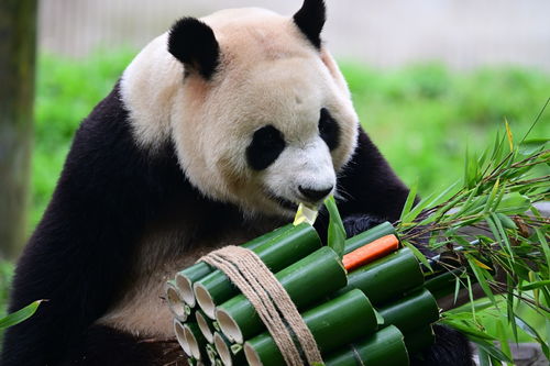 再见熊猫福宝，人与自然的深情告别