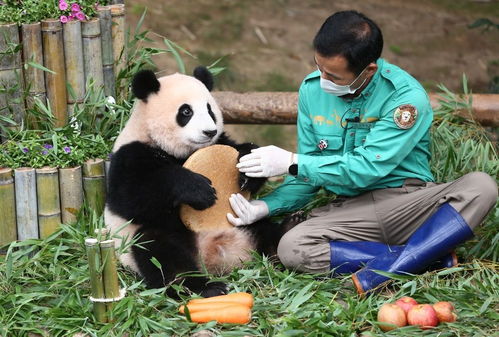 再见熊猫福宝，人与自然的深情告别