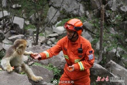 泰山景区回应机器狗载重爬山事件