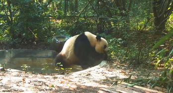 香港喜迎第三对大熊猫，共赏国宝魅力