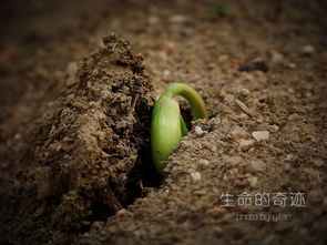 药王谷的奇迹与生命的挑战